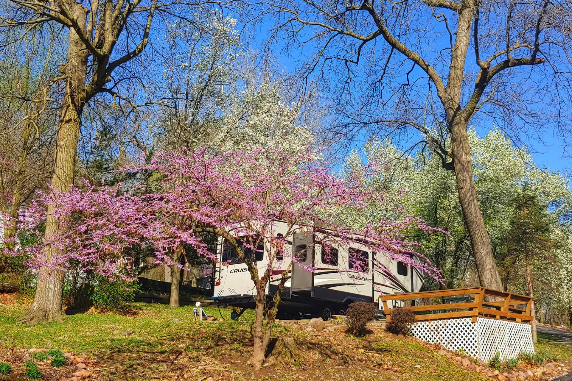 A recreational vehicle (RV) parked among blossoming trees in a scenic campsite feels like a home away from home. The vibrant pink and white flowers on the trees contrast with the verdant green grass and a clear blue sky. A wooden deck is attached to the RV, providing a cozy outdoor sitting area.