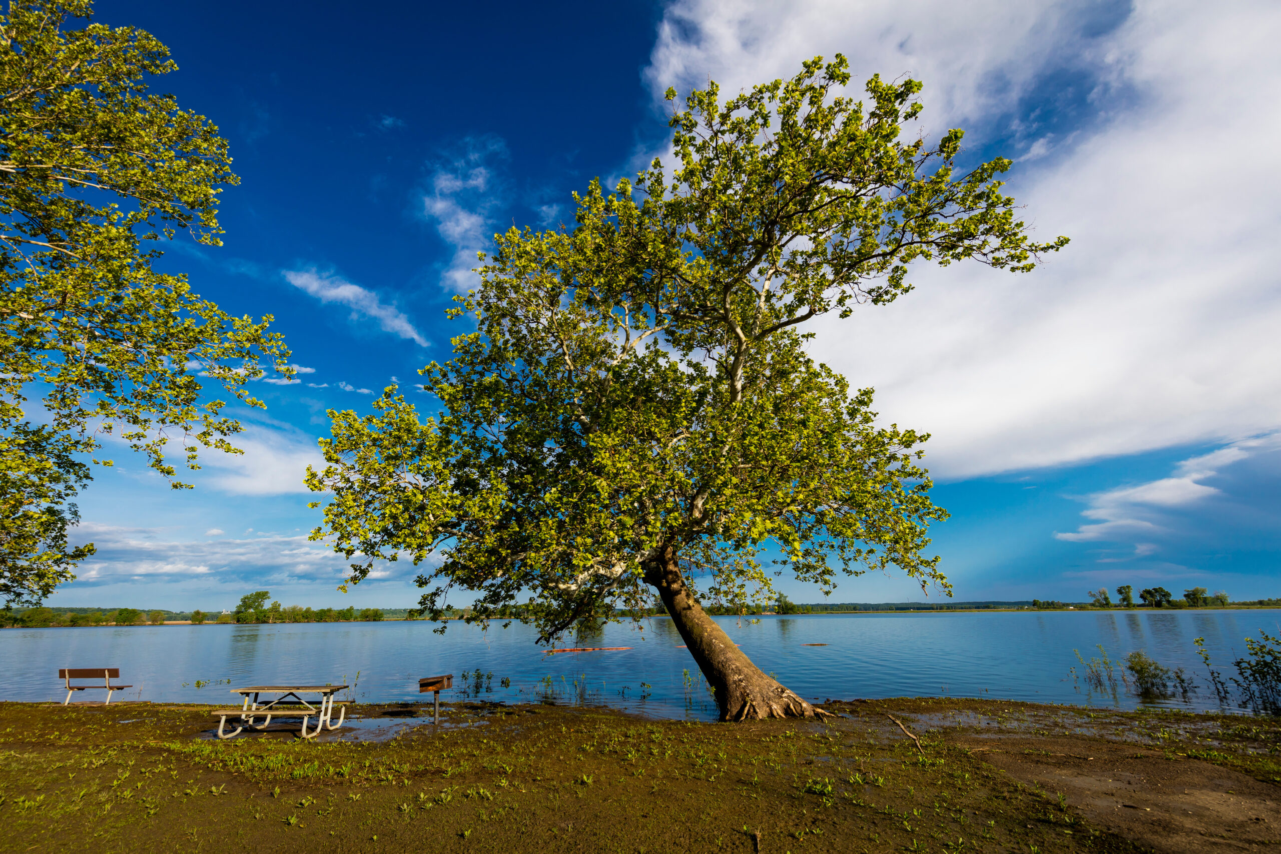 A large tree with green leaves leans over the edge of a calm lake; a picnic table and benches sit on the grassy, partially muddy shoreline under a bright blue sky.