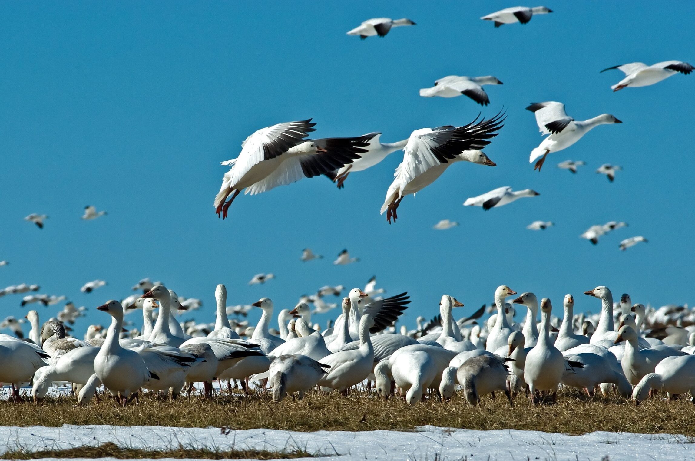 A large flock of white geese gathers on snowy ground under a clear blue sky, with several geese flying and many others standing closely together.