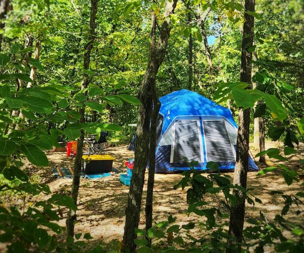 A blue tent is set up in a sunny forest clearing surrounded by tall green trees—a perfect example of the many ways to stay close to nature. Camping chairs and gear are scattered around the campsite on the forest floor.